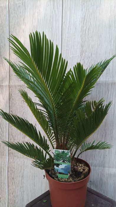 Подростки и взрослые  орхидей