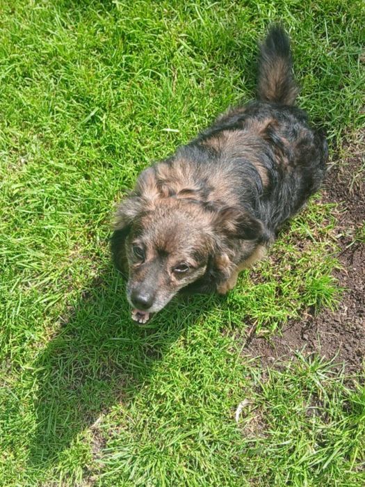 Gabryś- przełagodne maleństwo szuka domu.