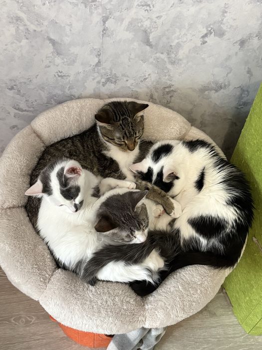 Подрощенные котята в самые заботливые и ответственные руки!