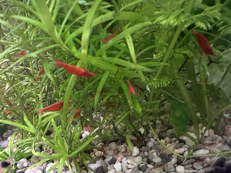 Krewetki red scherry.