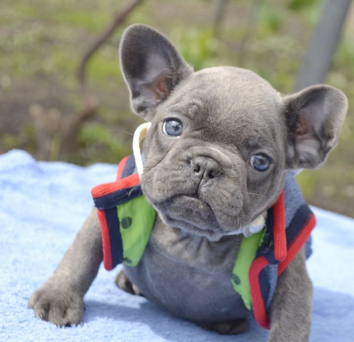 Чудовий хлопчик,блакитний мінні