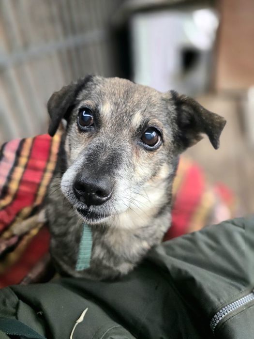 Nemo – mały, łagodny piesek po przejściach szuka domu. Adopcja!