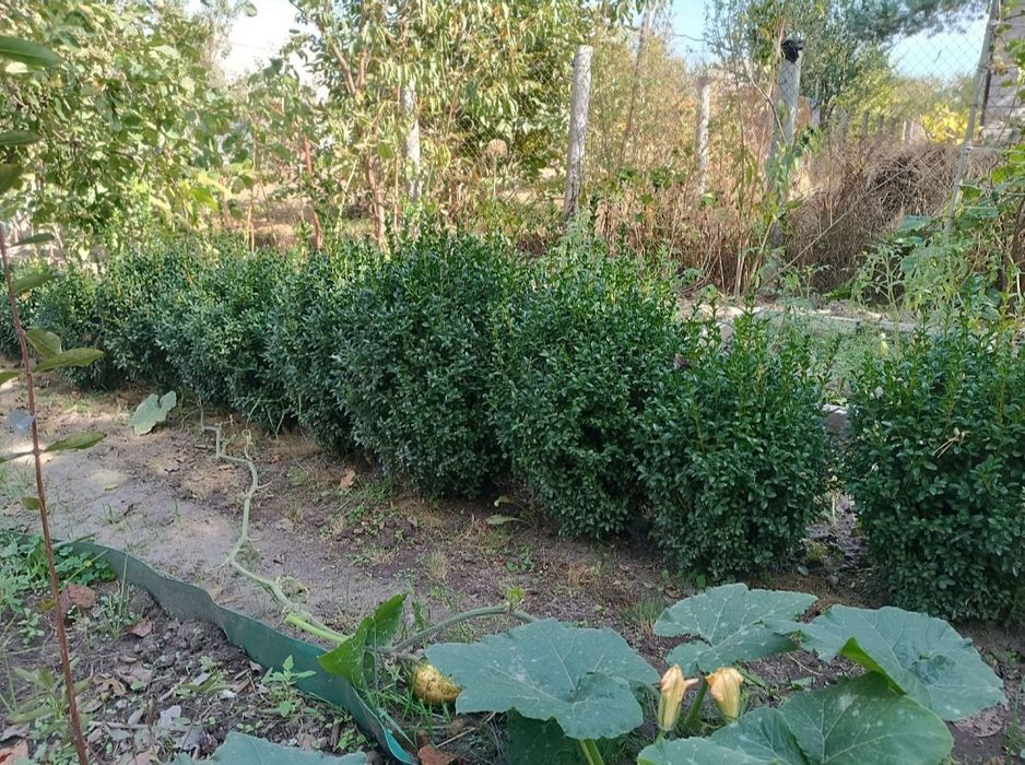 Самшит саженцы с закрытой корневой