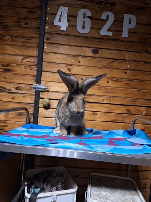 Króliki Belgijskie  Bos