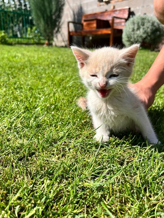 Котеня в добрі руки