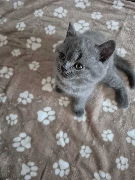 Gatinho Scotish Straight