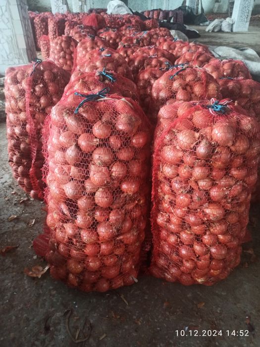 Продам  капуста , цибуля, столовий буряк, .