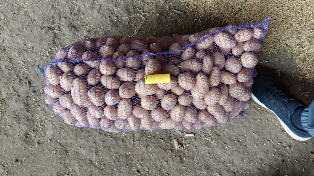 Продам насіння картоплі Рів'єра та Арізона