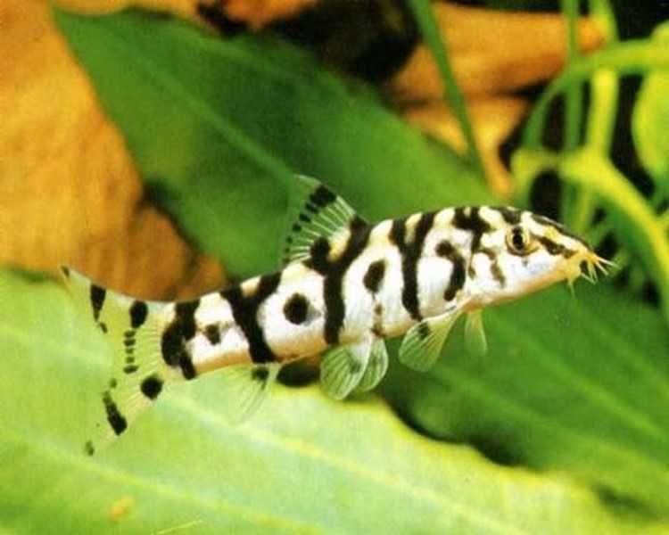 Bocja siatkowana - botia lohachata