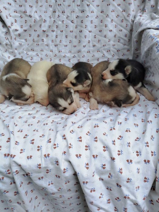 Siberian Husky suczka tel.-575302039