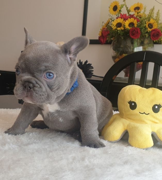 Bulldog Francês Lilac exelente genética