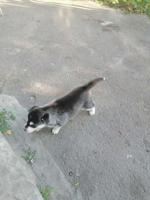 Продам щенка хаскі дівчинку