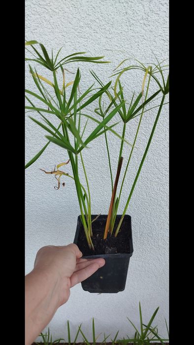 Papirus cyperus plus baldachim