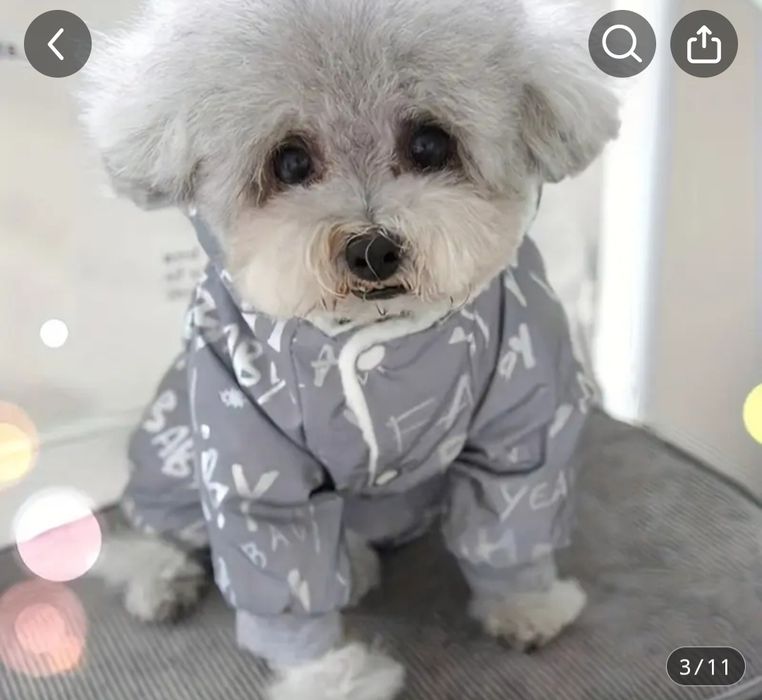 Костюмы для собаки