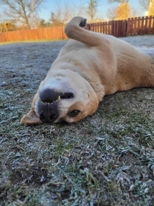 Trójłapka zwana aniołem