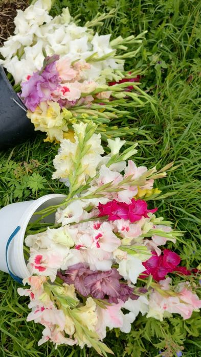 Гладіолус цибулини