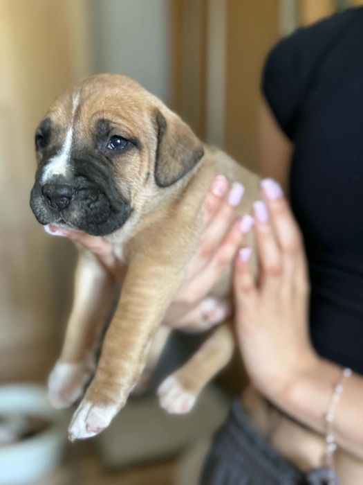 Oddam za darmo szczeniaki rasy pitbull