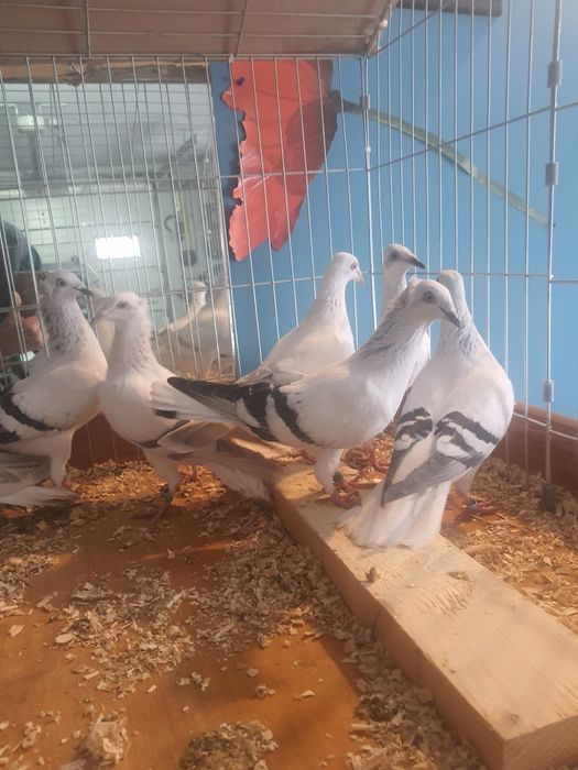 Sprzedam gołębie żałobniki