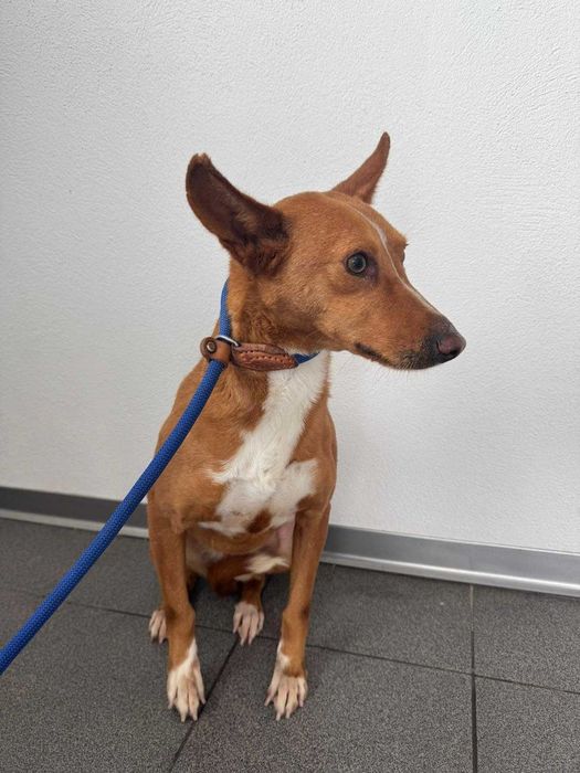 Cadela para adoçao (Troia)