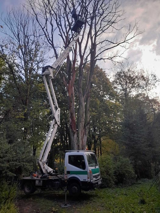 Wycinka Drzew Pielęgnacja Ogrodów