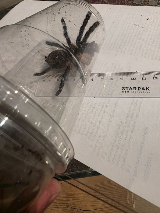 Monocentropus balfourii dorosła samica