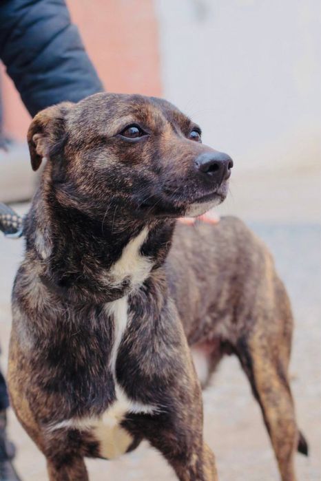 Шоколадный Реми ищет хорошие ручки