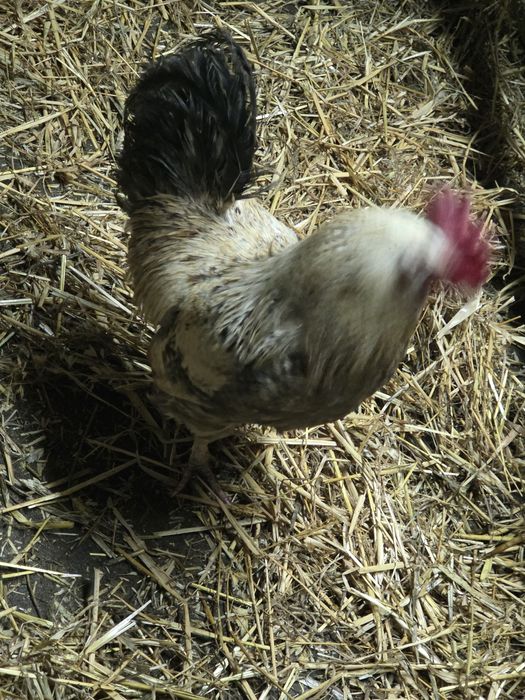 Sprzedam koguty młode