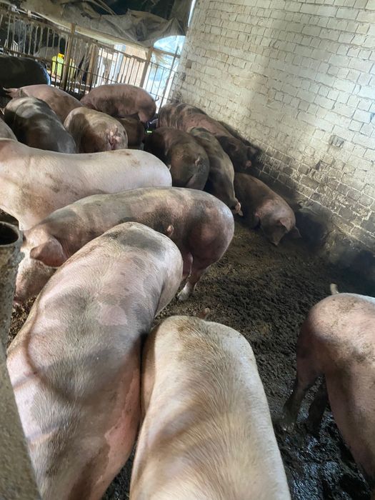 Продам свиней живою вагою або тушкою