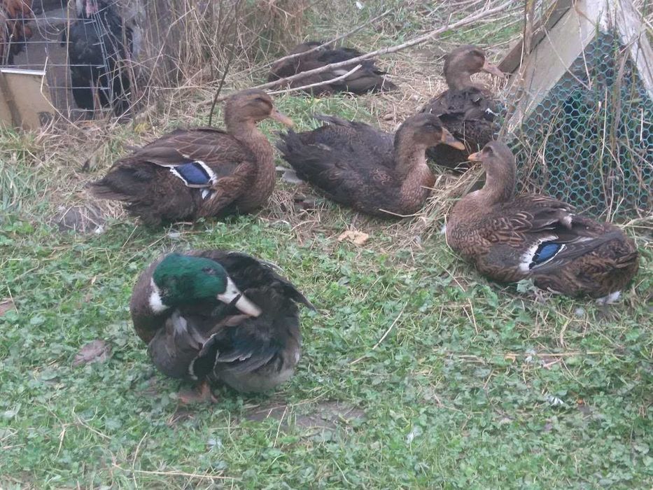 молоді качури Руанці