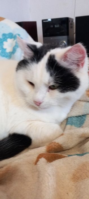 Kotka Misia szuka domu