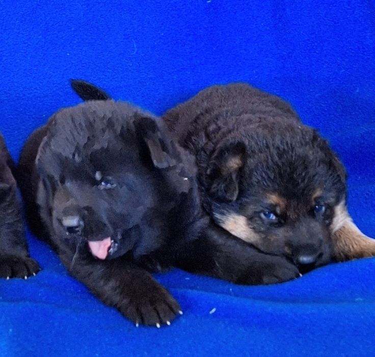 Sprzedam suczkie owczarka niemieckiego krótkowłosego