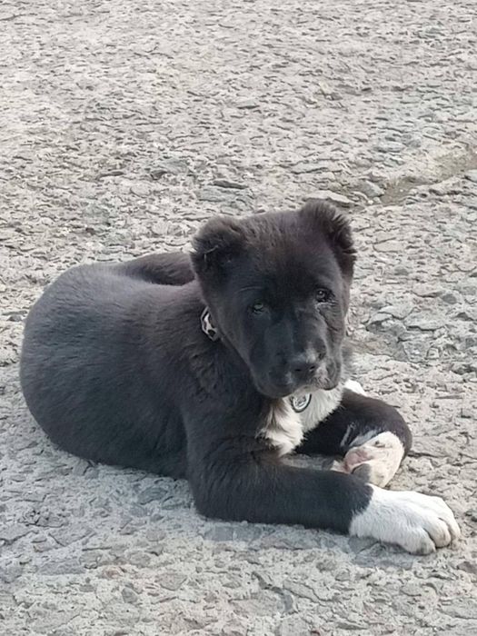 Продажа щенков «Алабай КСУ»