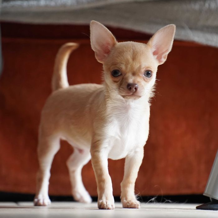 PIESEK, rodowód FCI, okolice W-wy