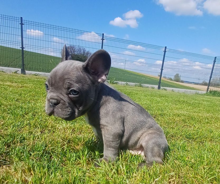 Sprzedam pieska Buldog francuski