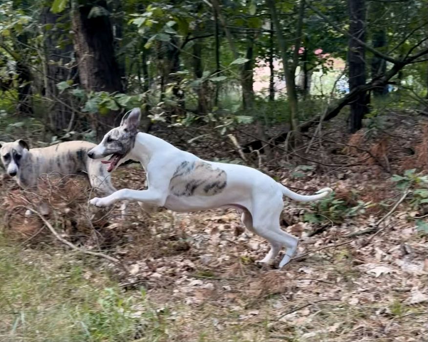 Whippet ZKwP/FCI