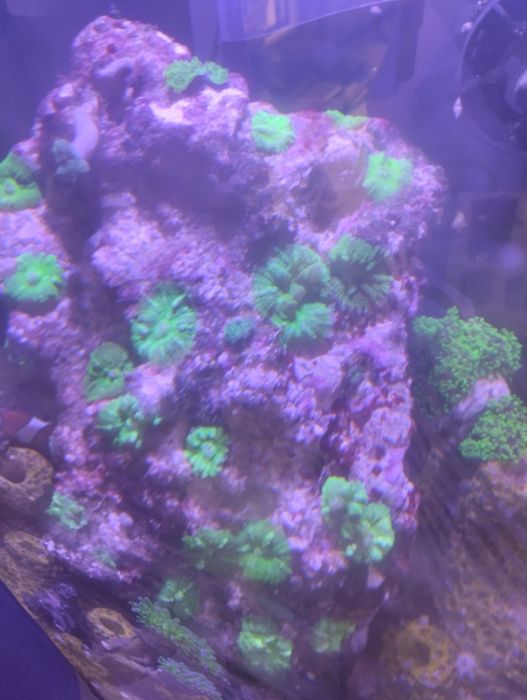 Akwarium morskie naturalna skała + discosoma