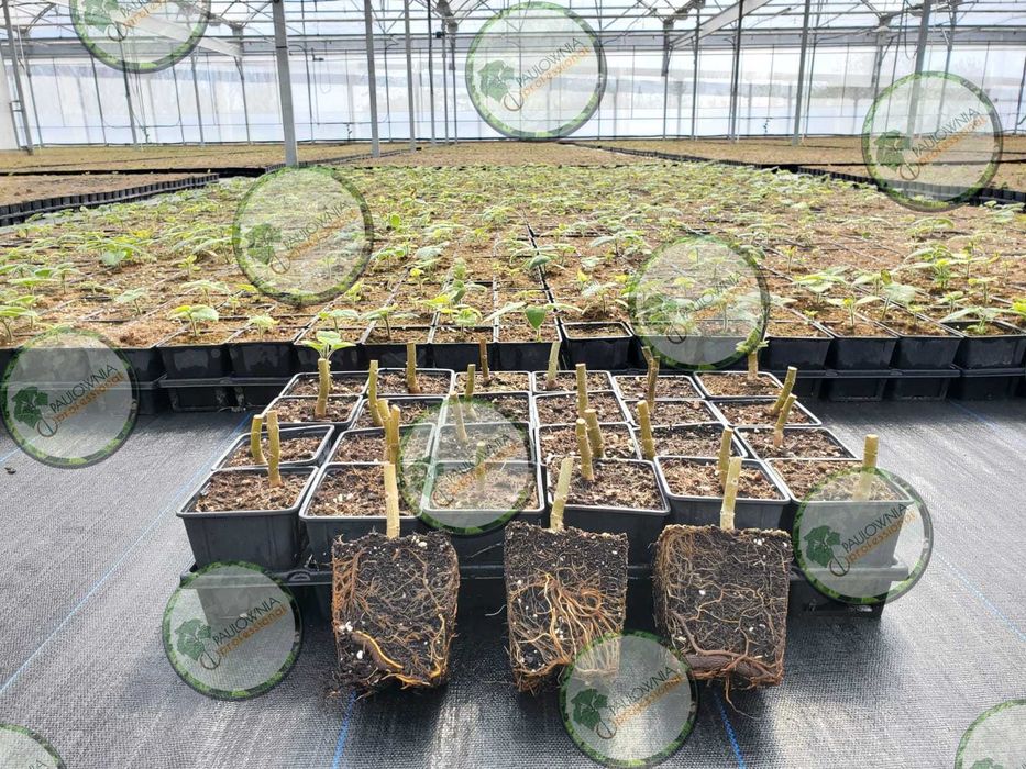 Paulownia Elongata Lote 100ud.