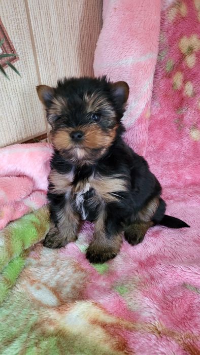 Детки йорк мини  .