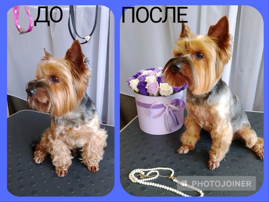 Груминг собак мелких пород.