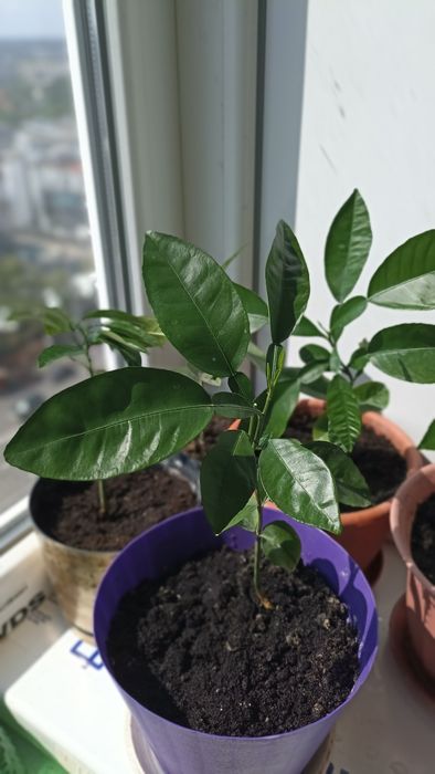 Продам комнатные цветы ,саженцы памело