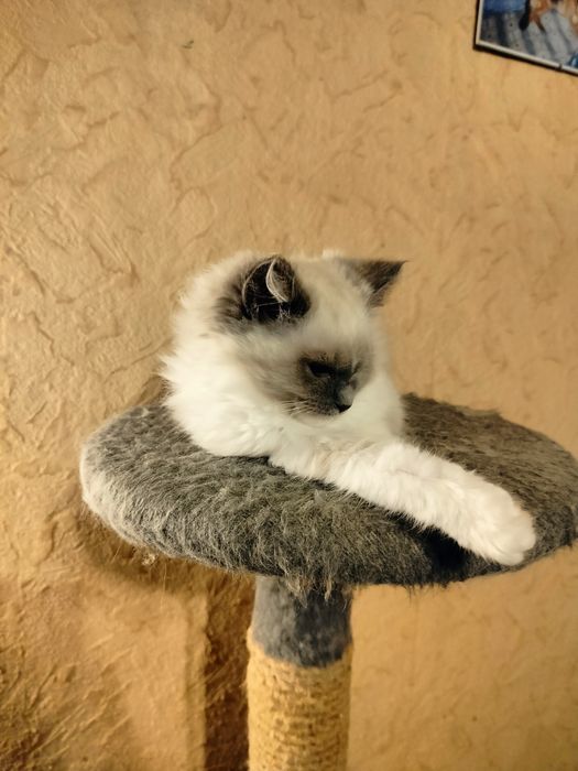 Ragdoll kotka z rodowodem FPL