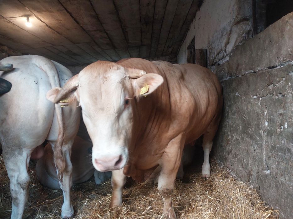 Byk Buhaj rozpłodowy rasy Blonde d'Aquitaine