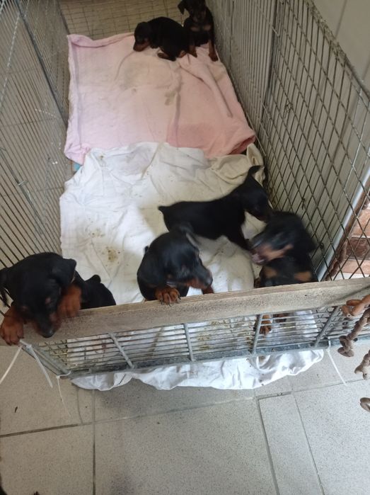 Цвіргпінчер чистокровні, хлопці та дівчата