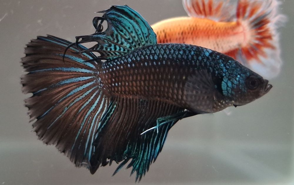 Machos peixe Betta apenas 5€