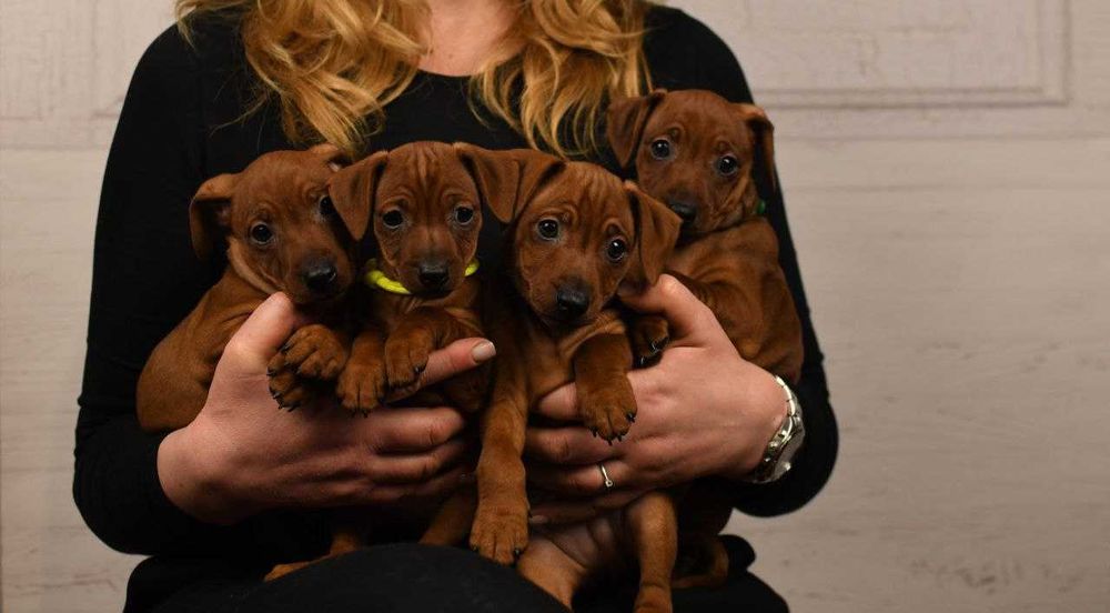 Хлопчик цвергпінчера