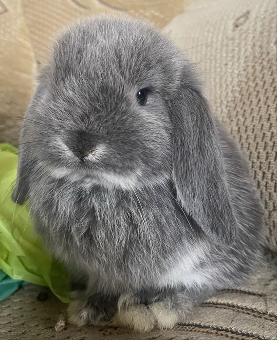 Hotel psów, kotów, królików i gryzoni