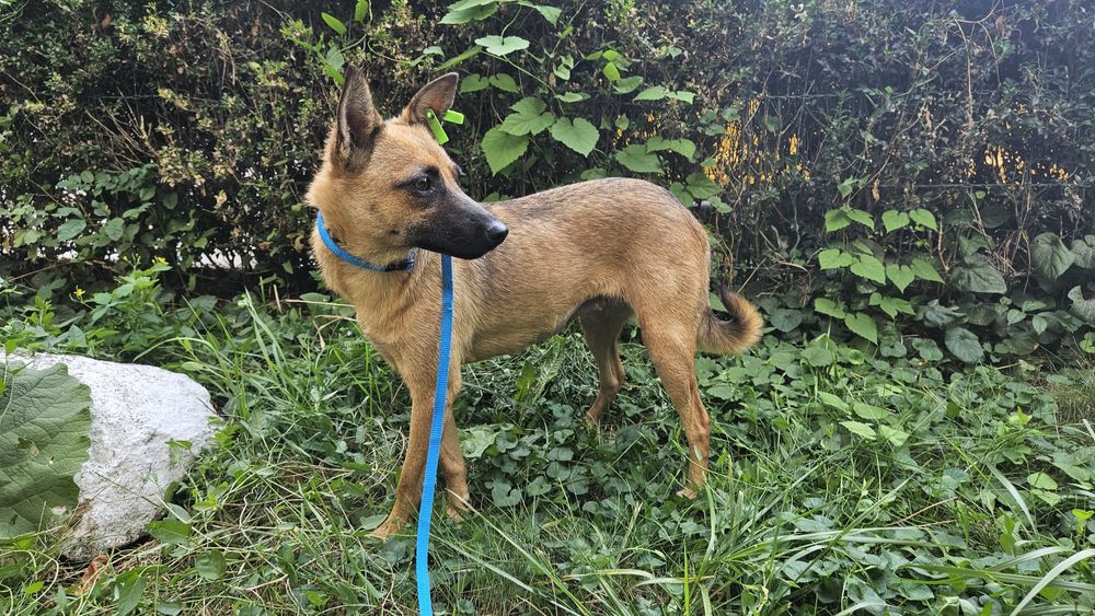 Невеличка лігідна собачка Лола шукає дім! Стерилізована!