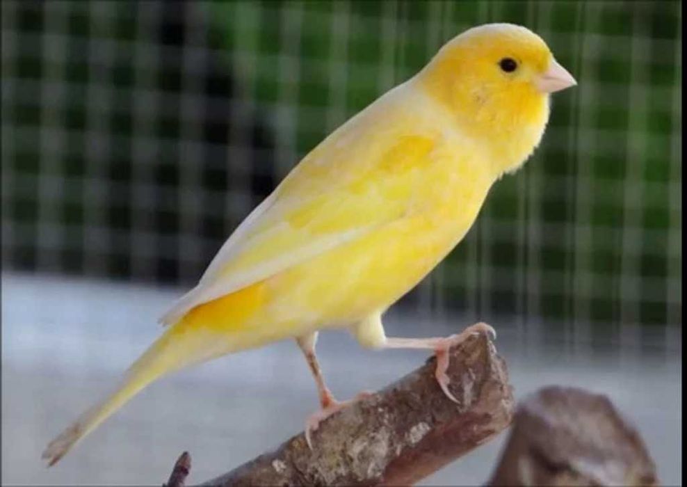 Vende-se Canários  de Canto,  Raça Pura,  Harz Roller e Malinôes