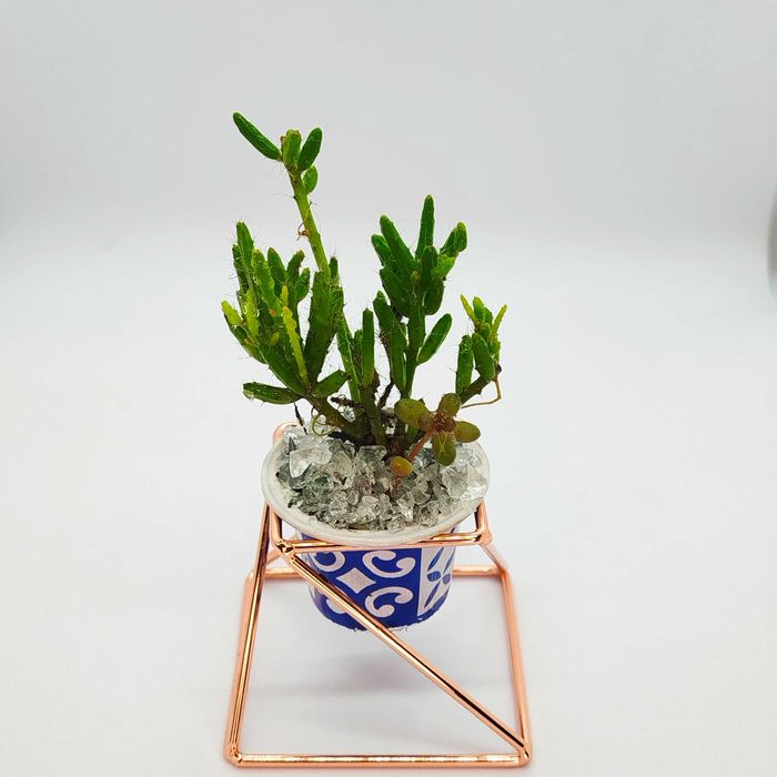 Cactus e suculentas_ lembranças, casamentos, dia da mãe