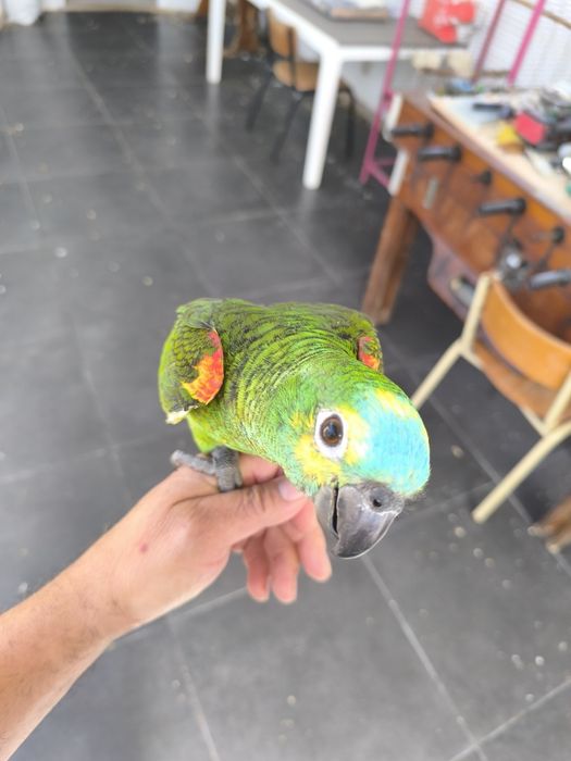 Papagaio Amazona aestiva